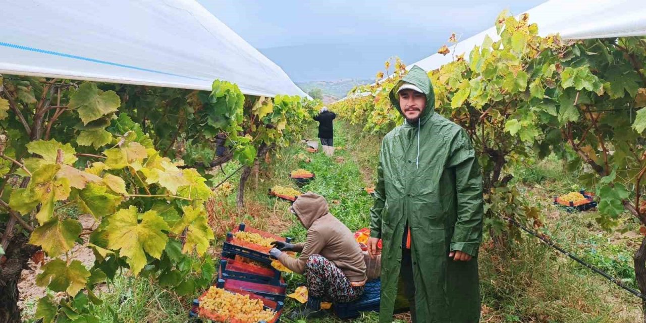 Manisa’da yağmur altında üzüm hasadı