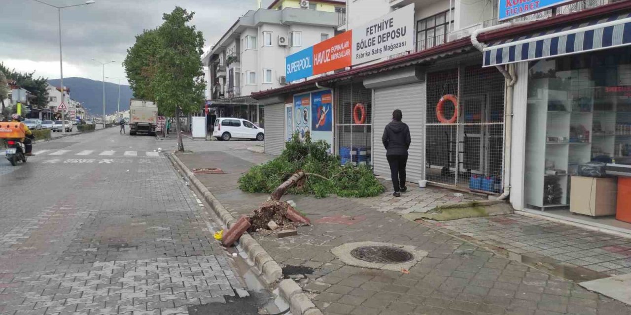 Fethiye seralar hasar gördü, ağaçlar devrildi