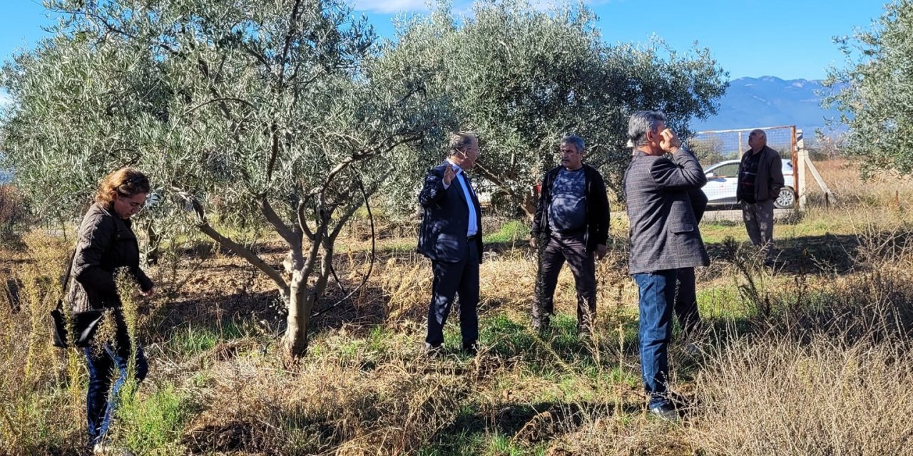 Dal kanseri artışı, zeytin üreticilerini endişelendirdi