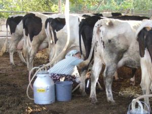 Süt Ve Süt Ürünleri İstatistikleri Açıklandı