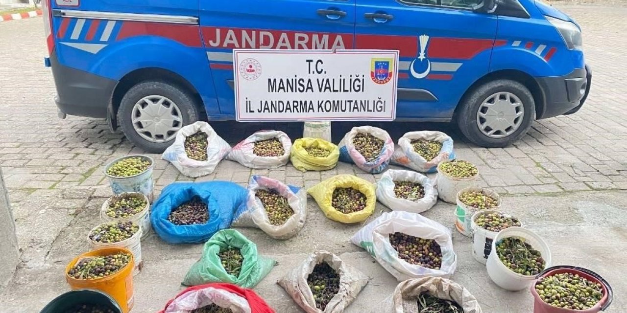 Zeytin hırsızları jandarmadan kaçamadı