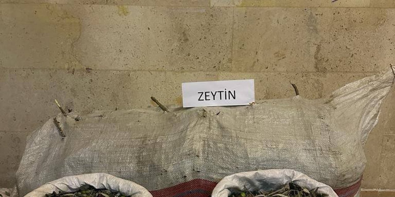 Germencik’te zeytin hırsızları yakalandı
