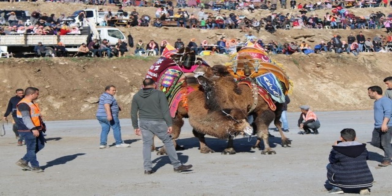 Koçarlı, Geleneksel Deve Güreşi Festivali’ne hazır