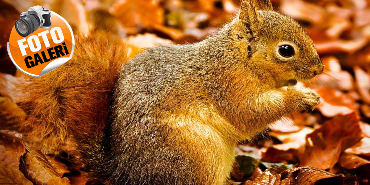 Aydın’da masalsı sonbahar ve kış manzaraları