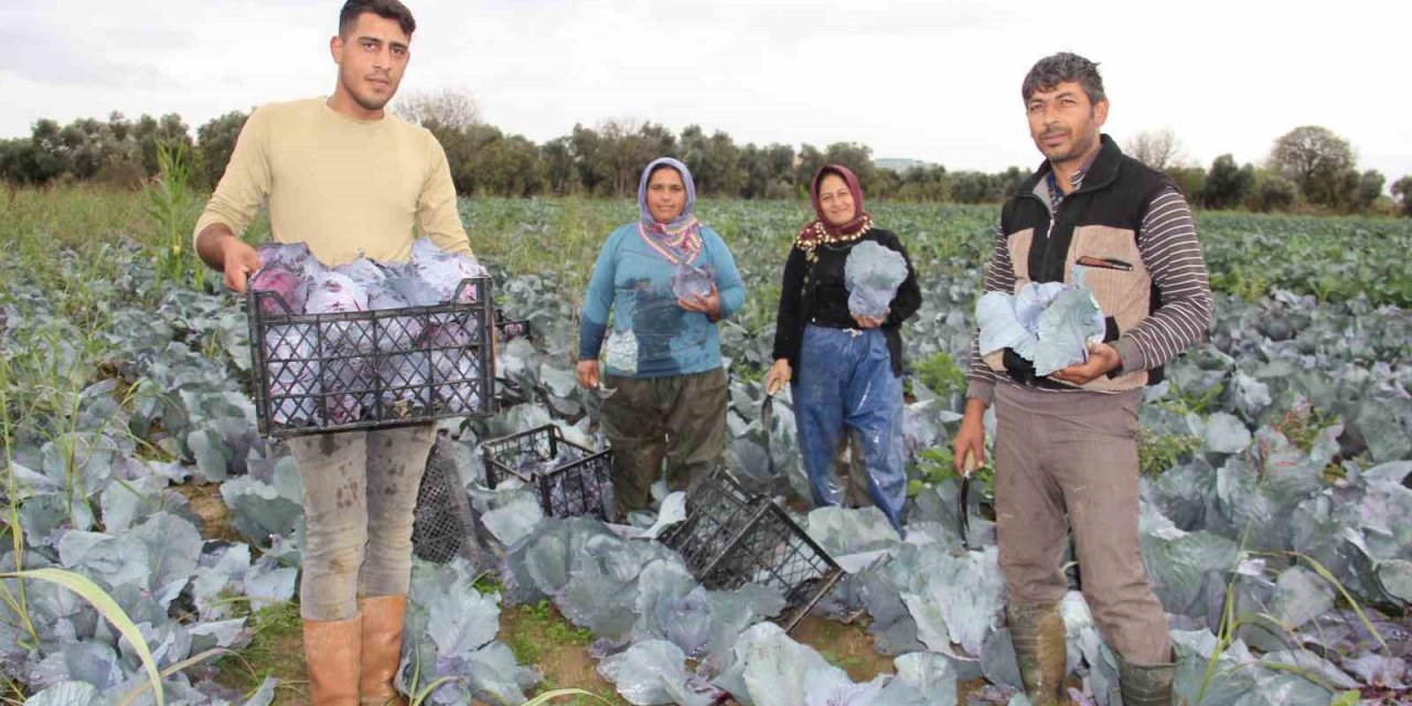 Aydın’da kara lahana hasadı başladı