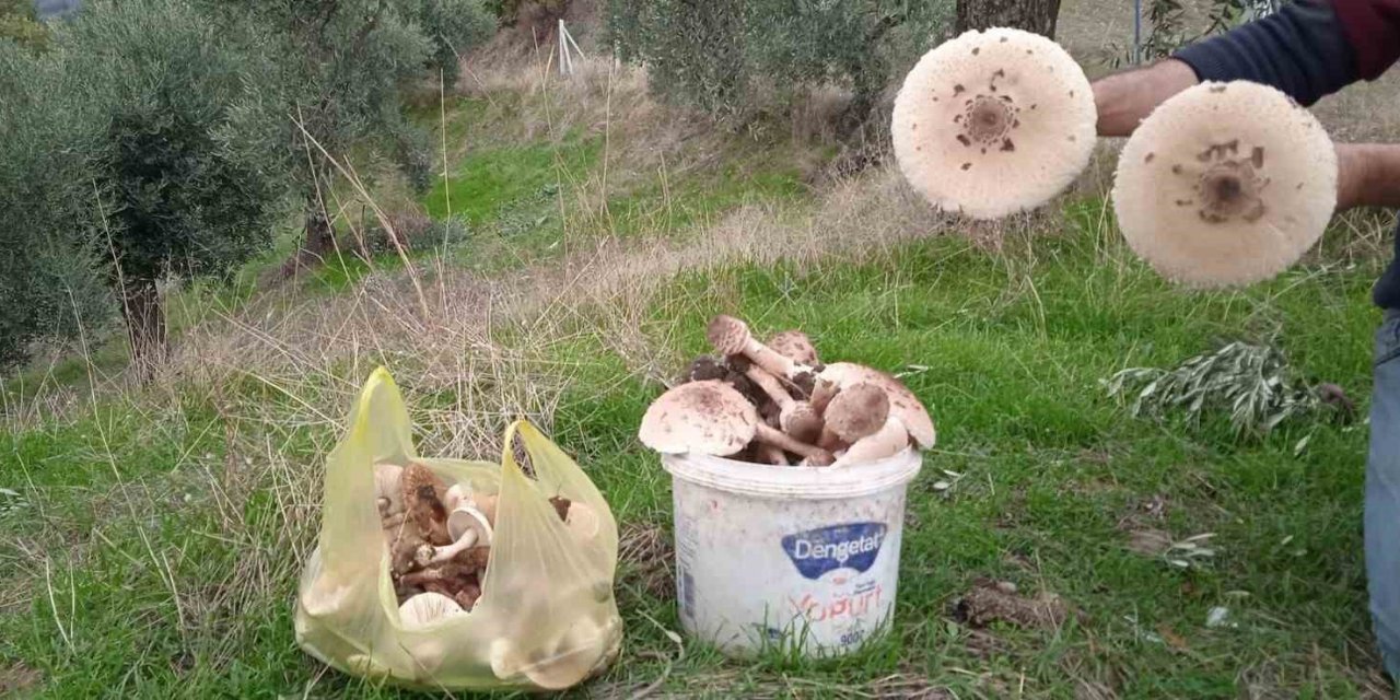 Aydın’da mantar bereketi yaşanıyor, uzmanlar zehirlenmelere karşı uyardı