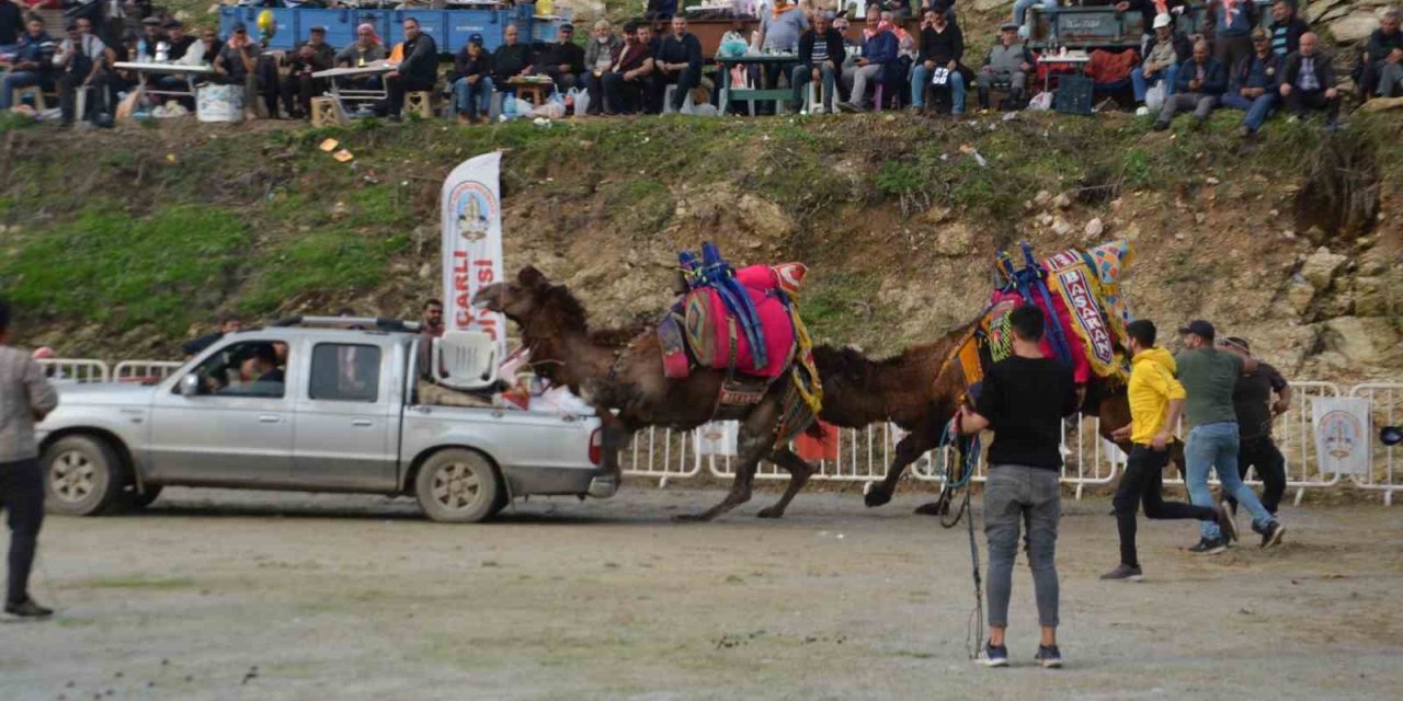 Rakibinden kaçan deve kamyonetin kasasına bindi
