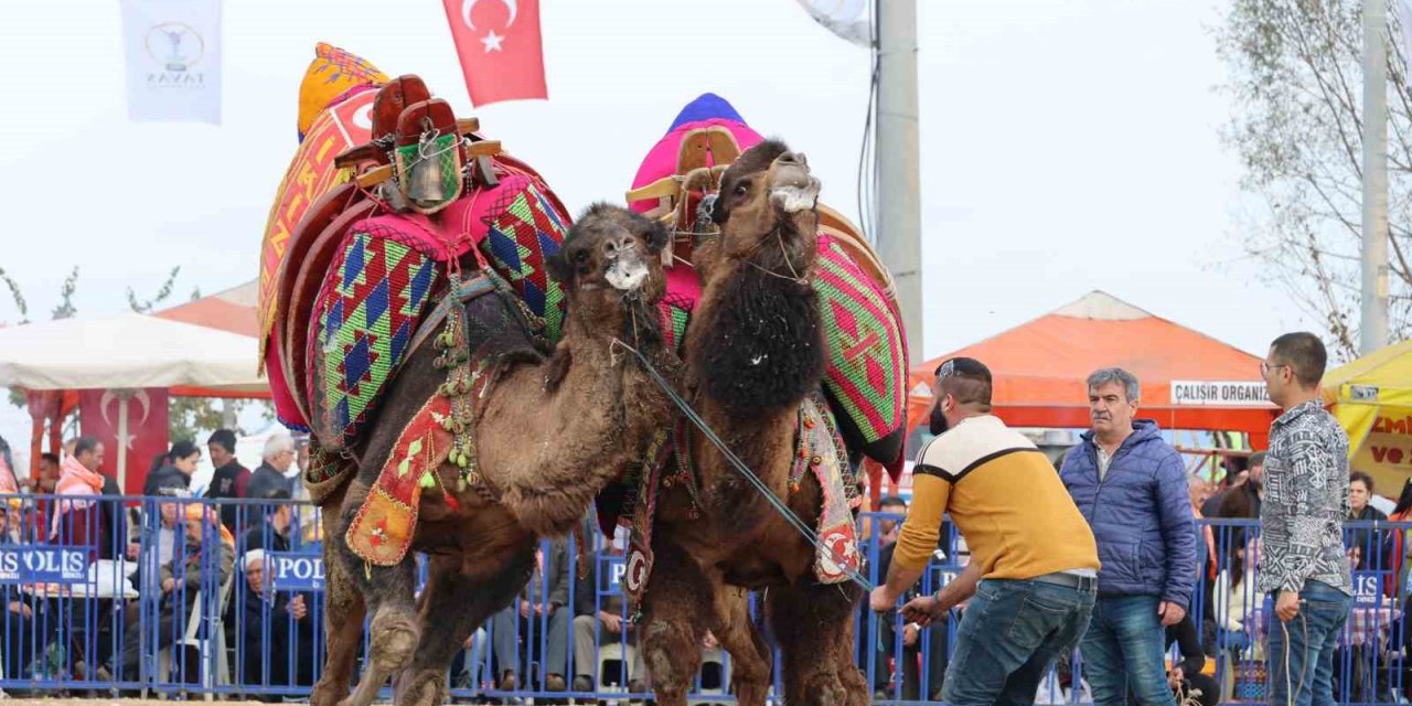Şampiyon develer kozlarını Tavas arenasında paylaştı