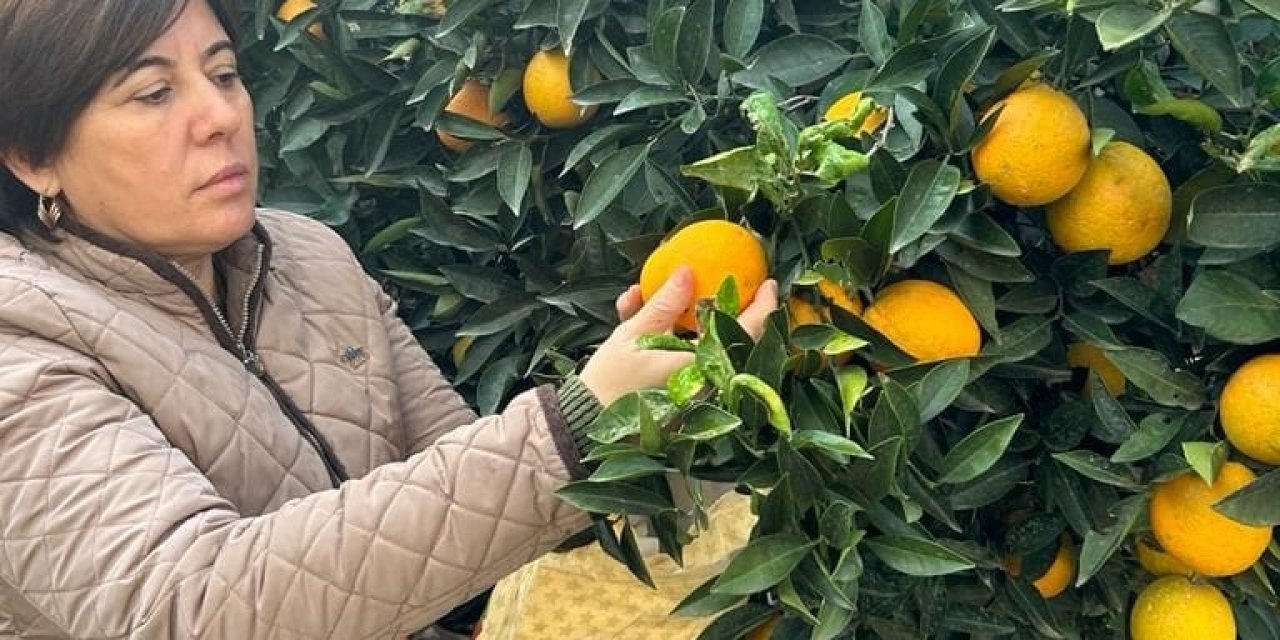 Narenciye bahçeleri kontrol edildi
