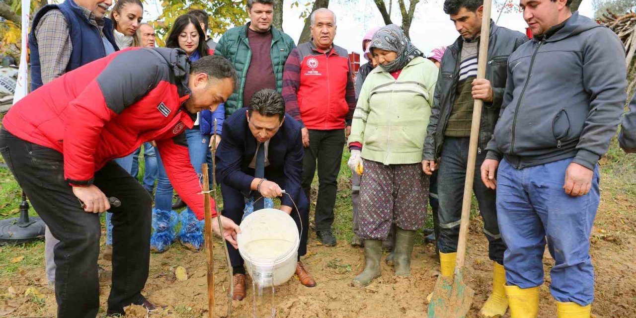 7 bin Kestane ve Trabzon Hurması fidanı dağıtıldı