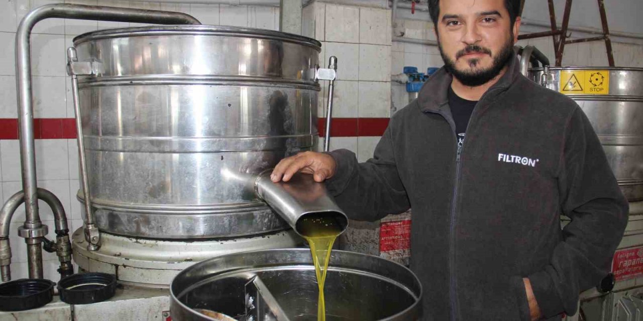 Aydın’da zeytin üreticisine Akdeniz meyve sineği telaşı sardı