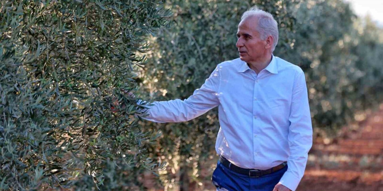 Denizli’nin 11 ilçesinde bin üreticiye 80 bin zeytin fidanı dağıtılacak