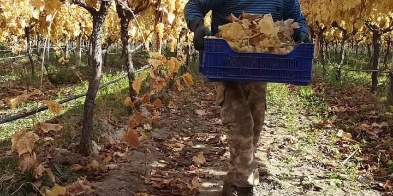 Manisa’da yaz meyvesi kış ayında hasat ediliyor