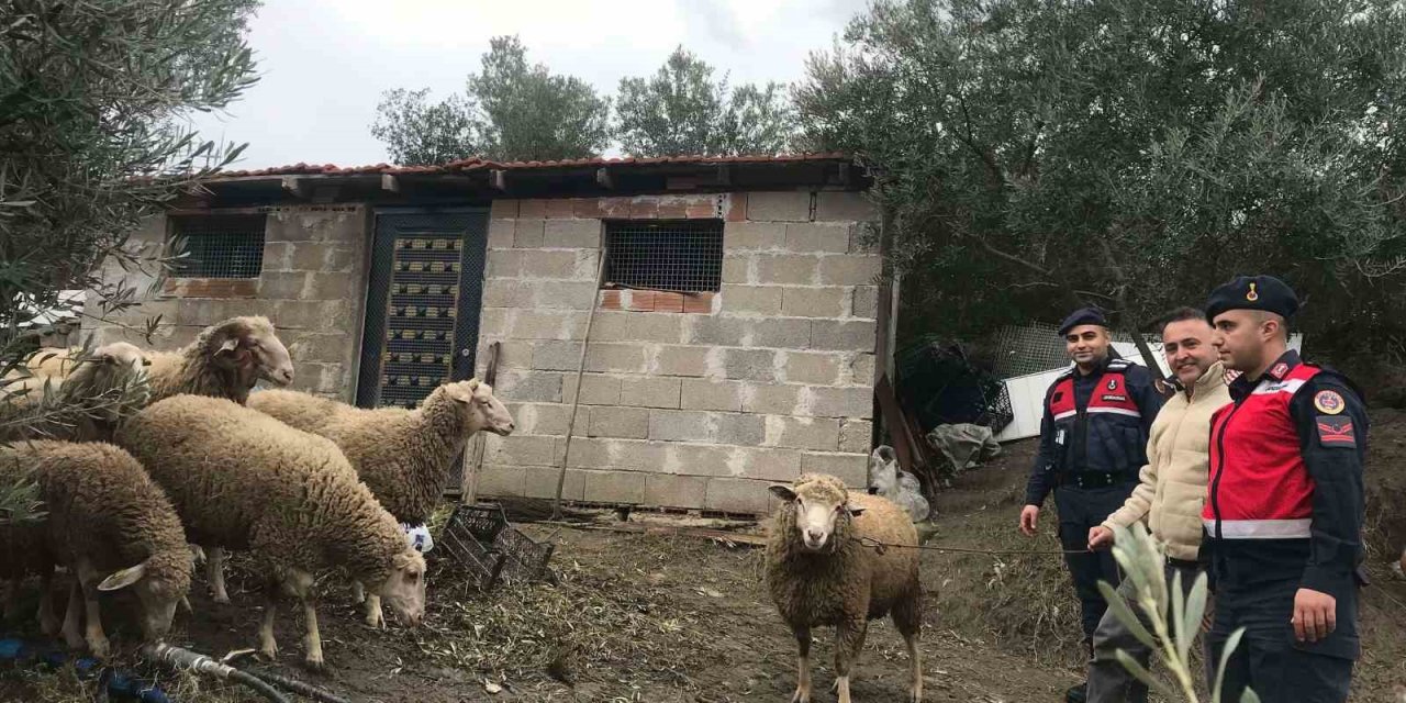 Kaybolan koyunları, jandarma kısa sürede buldu