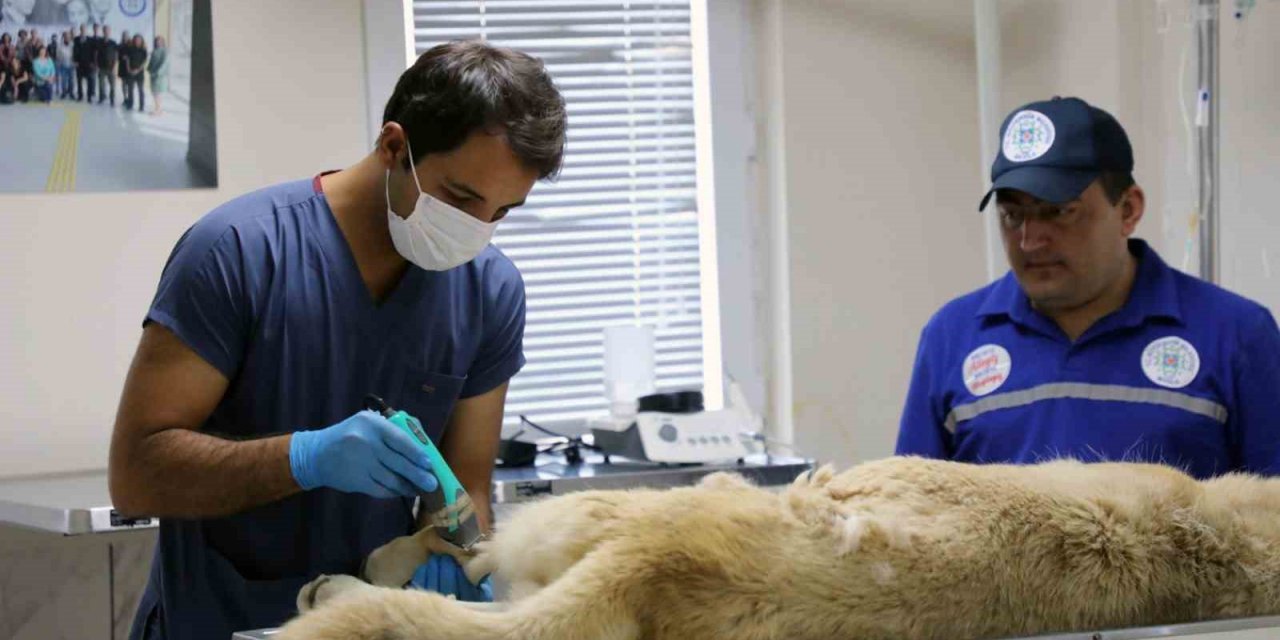 3 bin candostu sahiplendirdi