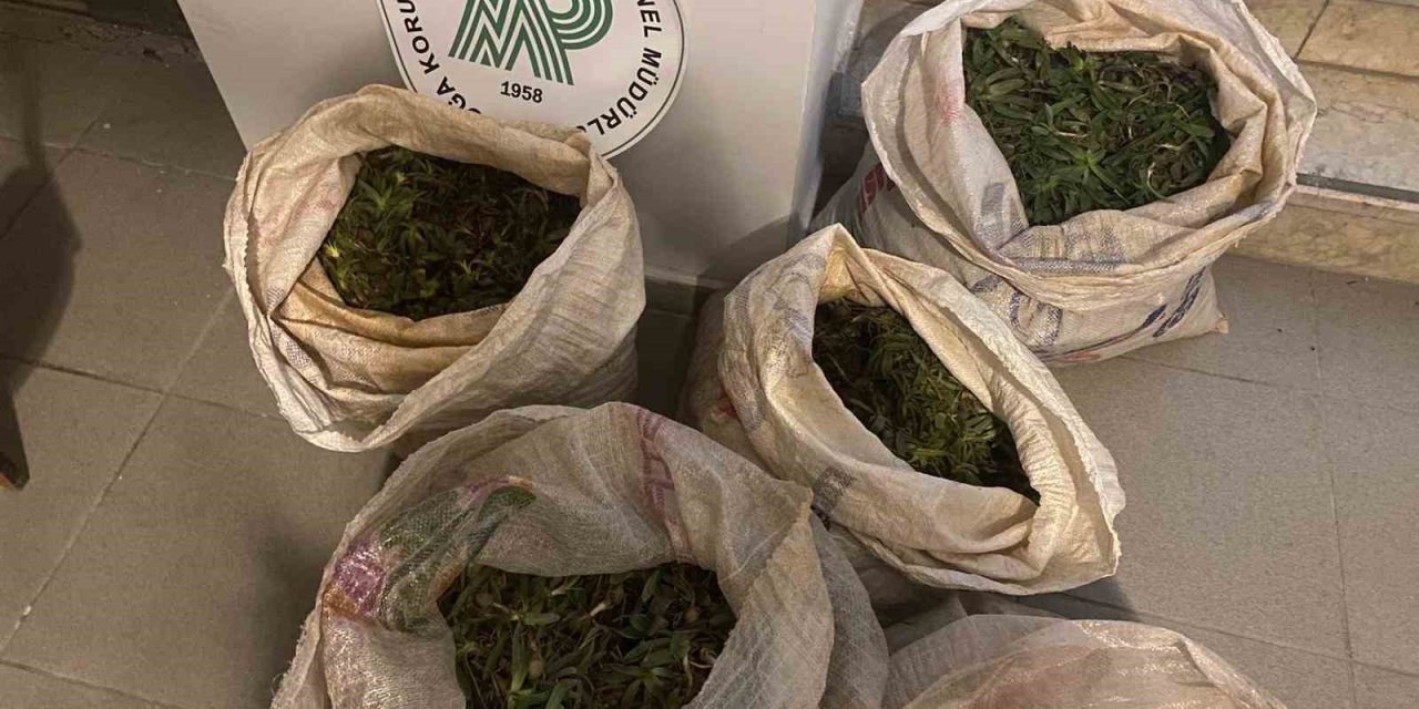 Aydın’da 130 kilogram salep soğanı ele geçirildi