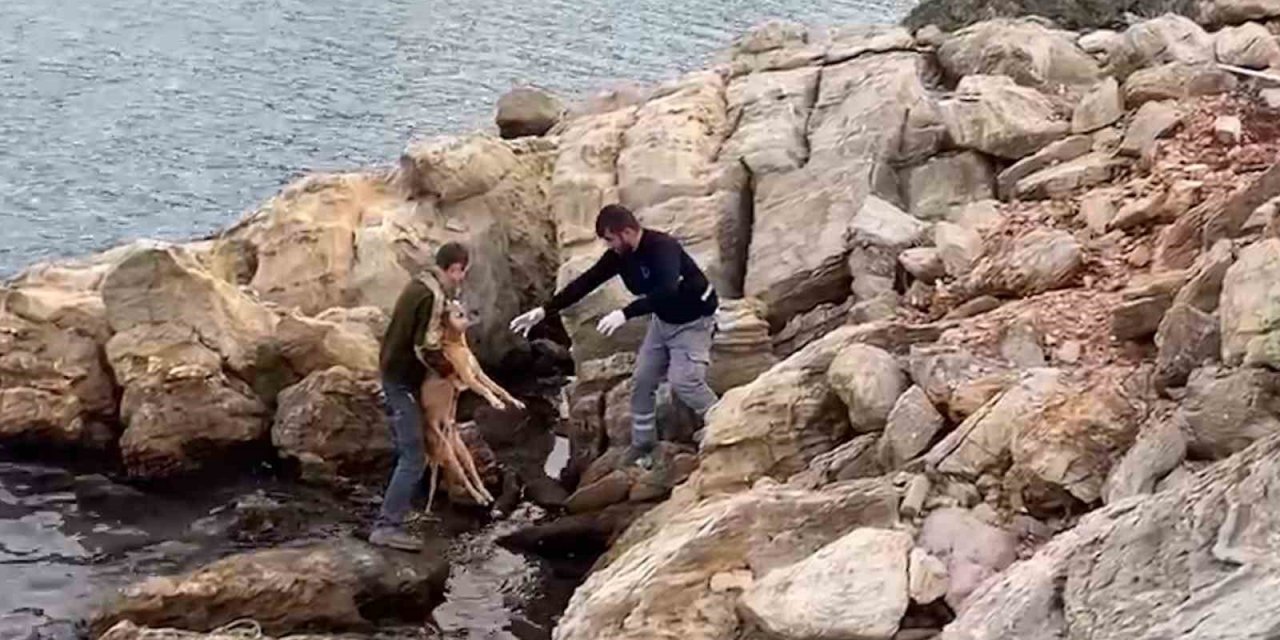 Denize düşen köpek kurtarıldı