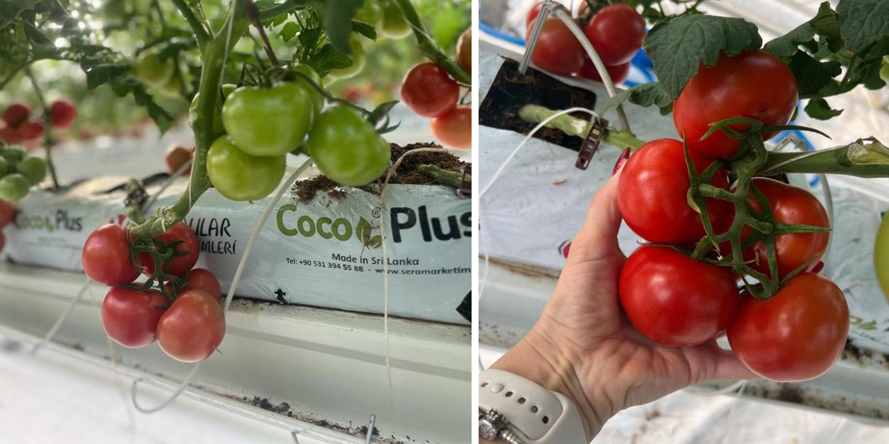 Jeotermal ısıtmalı sera projesinde ilk hasat yapıldı