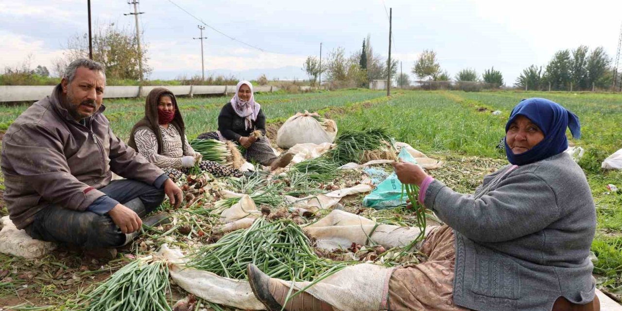 Yeşil soğan bu yıl üreticisini memnun etti