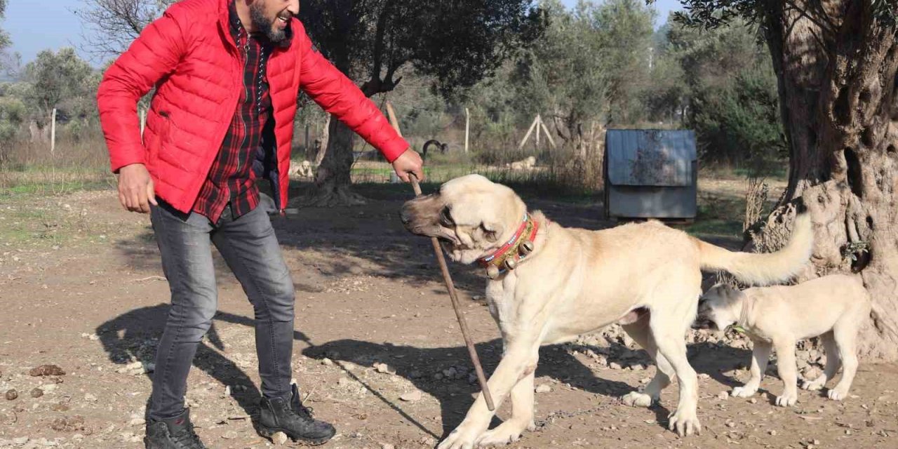 Köpek saldırıları için uzmanı uyardı: “Kaçmayın, göz teması kurmayın”