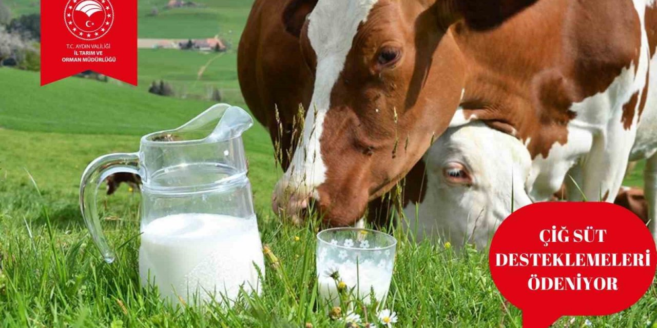Çiğ süt destek ödemeleri başladı