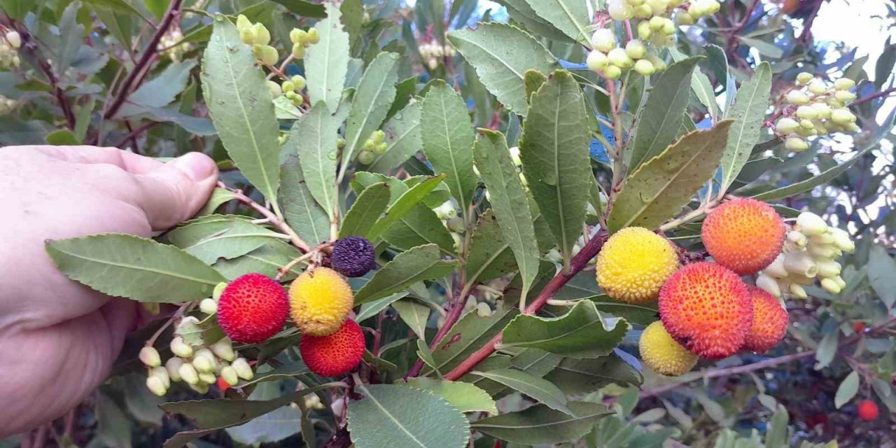 Cilt siğillerinin düşmanı ‘Dağ Çileği’