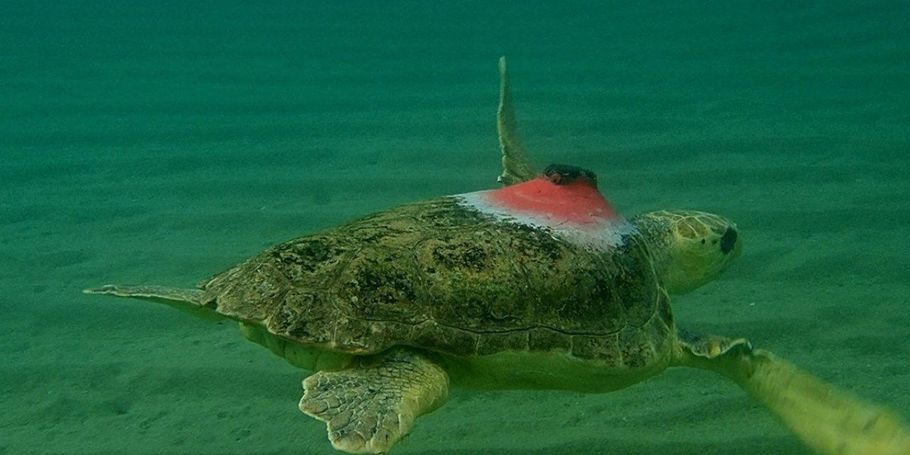 ‘Güzel İzmir’ 4 günde 18 mil yol aldı, ilk durağı Samos oldu