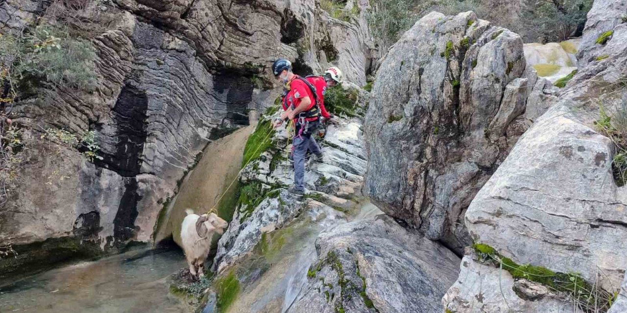 Kayalıklarda mahsur kalan keçiyi AKUT ekibi kurtardı