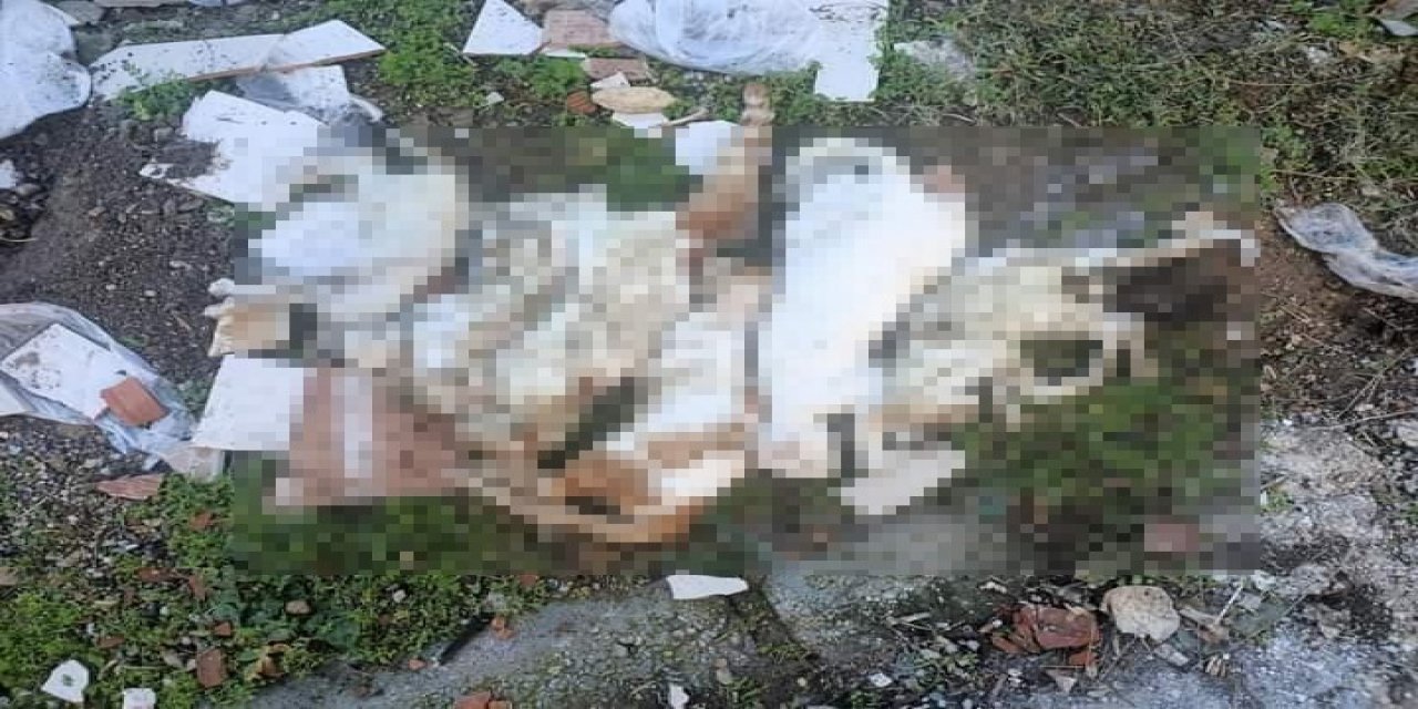 Milas’ta çöpte kedi ölüleri bulundu