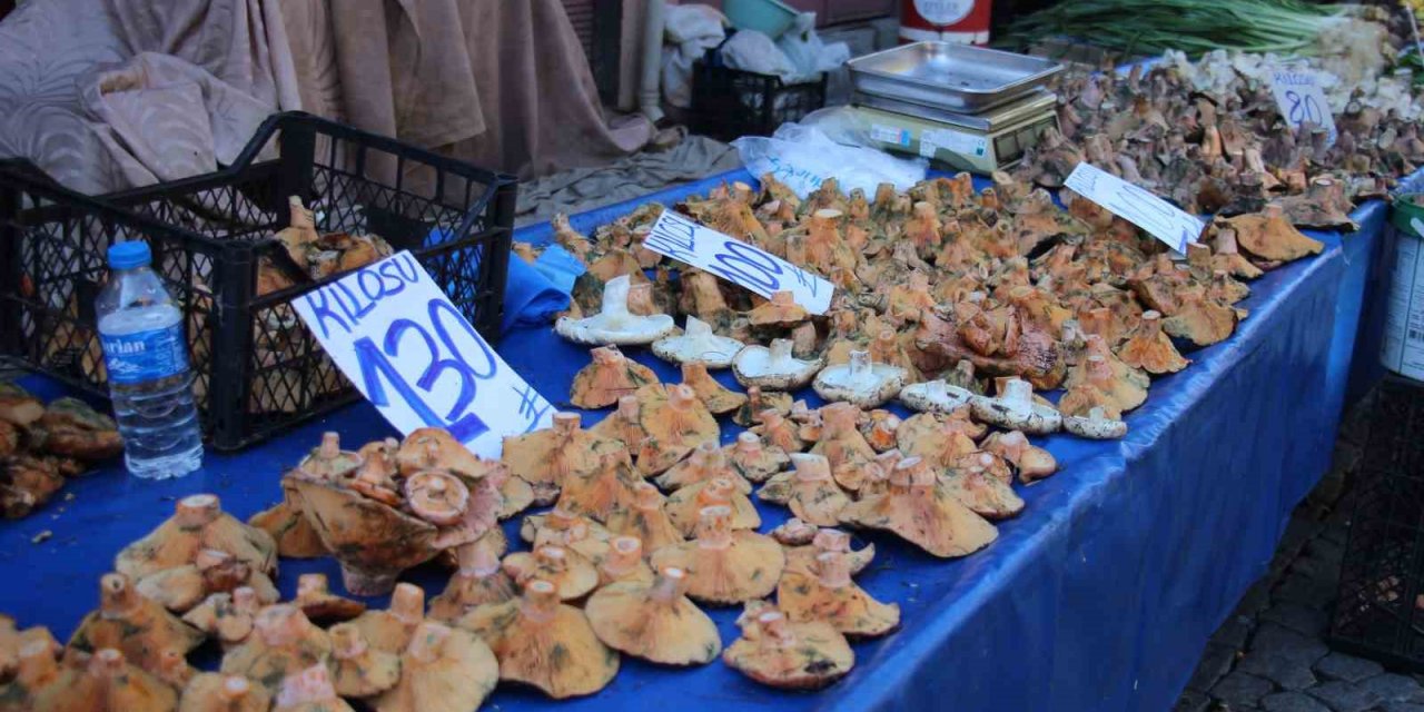 Aydın’da mantar bereketi