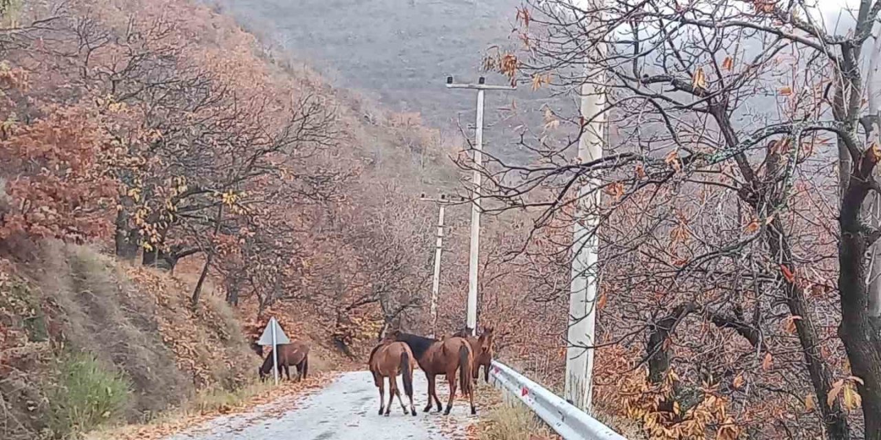 Zeytinde ‘yok yılı’ yük hayvanlarına yaradı