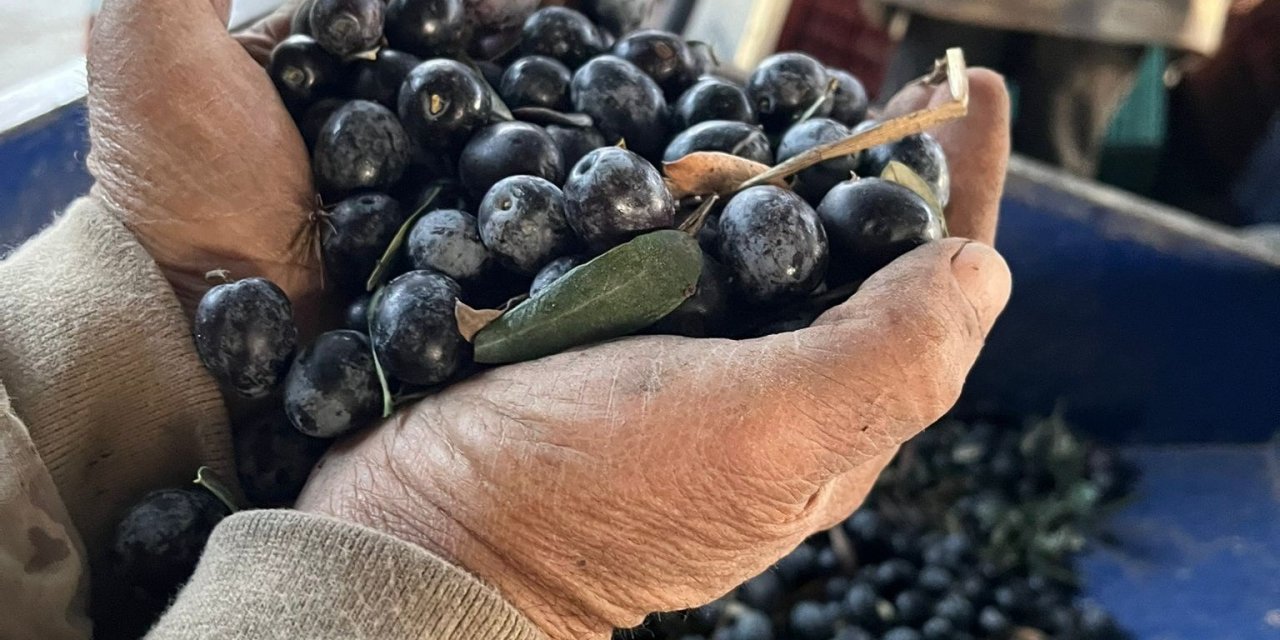 Zeytinde rekolte üzdü, fiyatlar sevindirdi