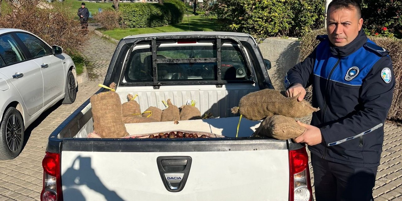 Salihli’de 250 kilogram Çin Kestanesi ele geçirildi