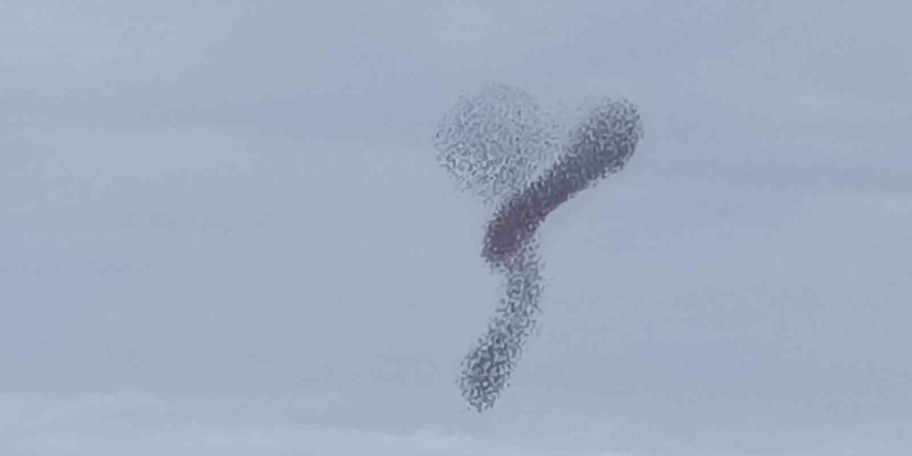 Sığırcık kuşlarının dansı hayran bıraktı