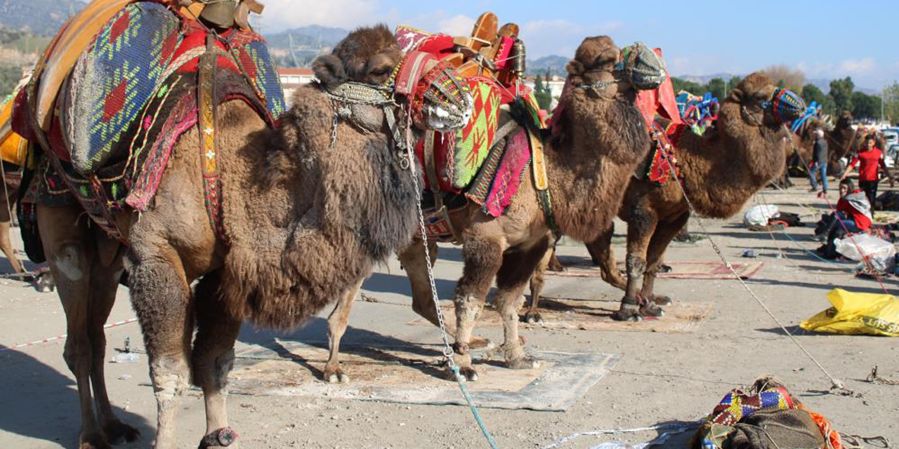 Deve güreşlerine katılım yoğun oldu