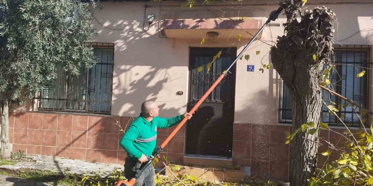 Efeler’de ağaç budama çalışmaları sürüyor