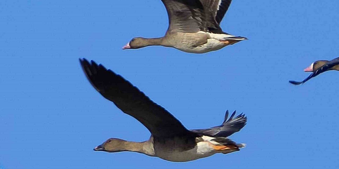 Tundra kazı, Denizli’de ilk kez gözlemlendi