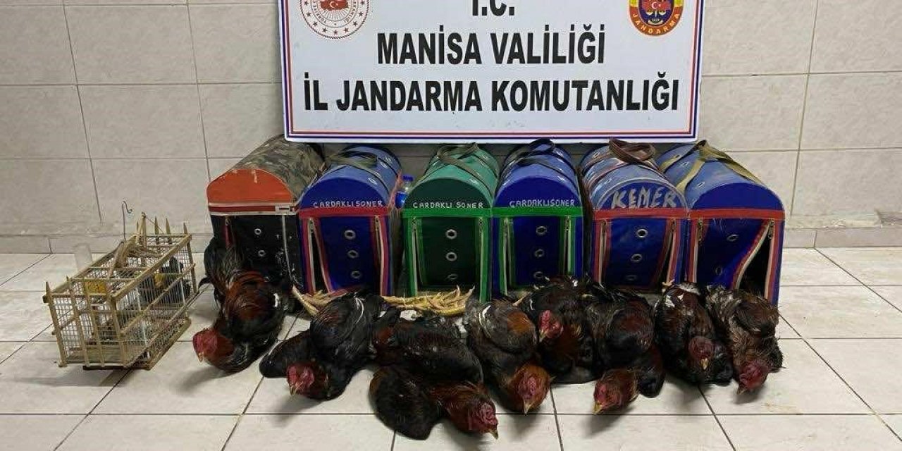 Kıraathaneyi horoz dövüşü ringine çevirmişler