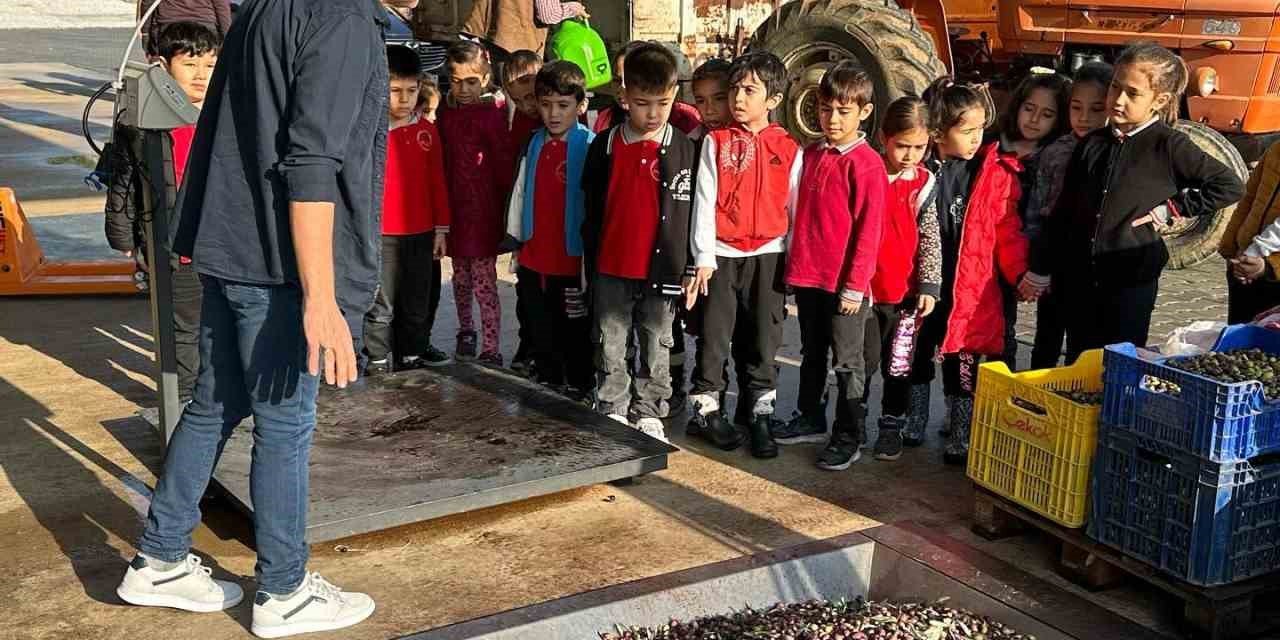 Köyceğiz’de öğrenciler zeytinden yağ çıkarılmasını gördü