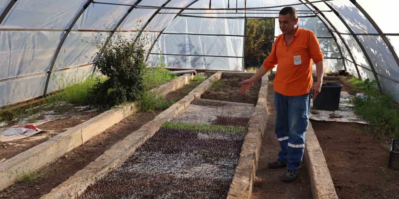 Marmaris Belediyesi 2 milyon adet mevsimlik çiçek üretti