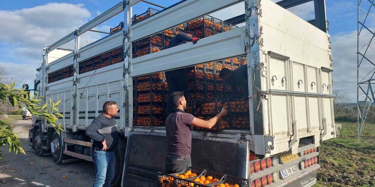 Seferihisar Belediyesinden depremzedelere 15 ton mandalina
