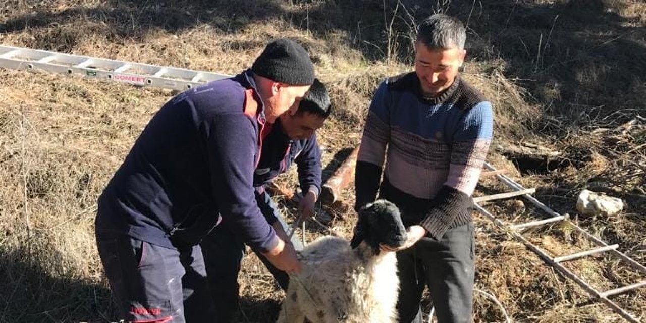 Su kuyusuna düşen küçükbaş hayvan kurtarıldı