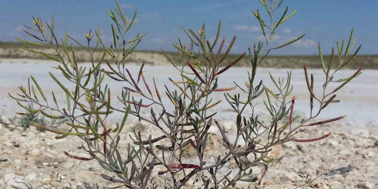 Türkiye’nin insanlı ilk uzay misyonuna İzmir’den bitki deneyi