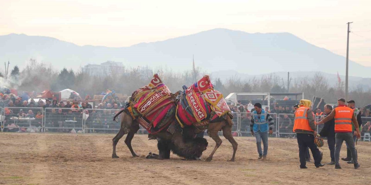 Turgutlu’daki deve güreşlerinde renkli görüntüler