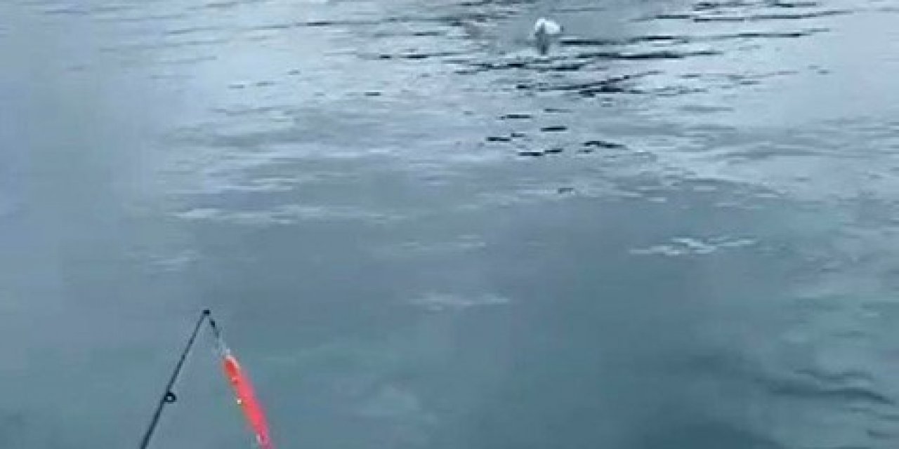 Oltaya balık yerine martı takıldı