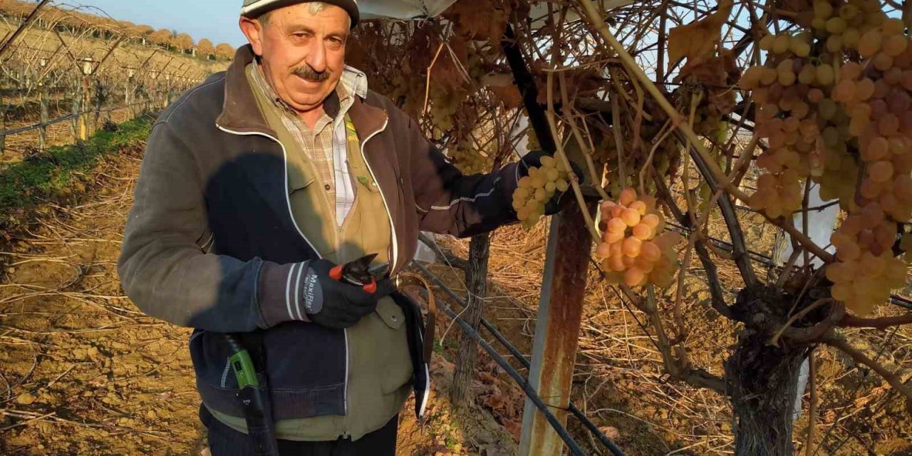 Bir yandan budak yapıyorlar bir yandan üzüm yiyorlar