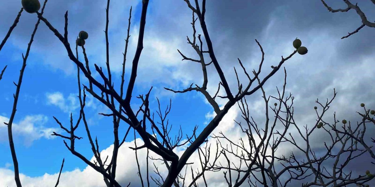 Ocak ayında ceviz hasadı