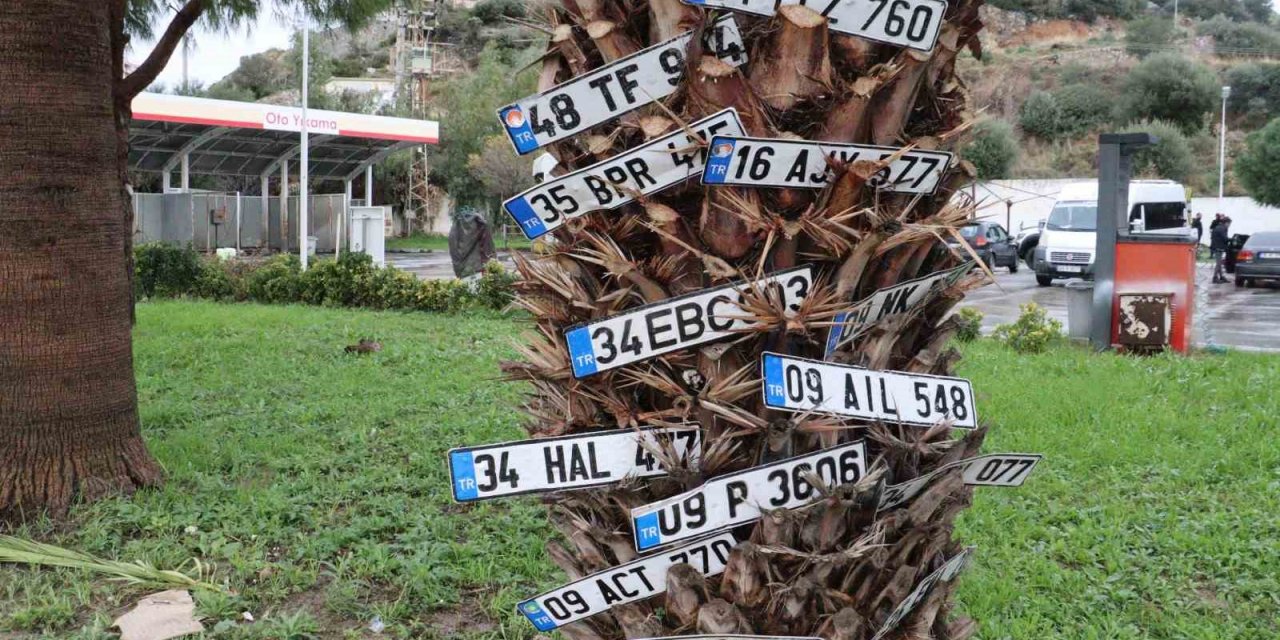 Dilek ağacı değil plaka ağacı