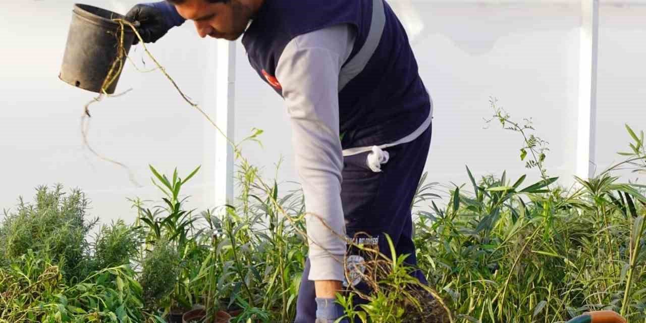 Ortaca Belediyesi kendi çiçeğini üretecek