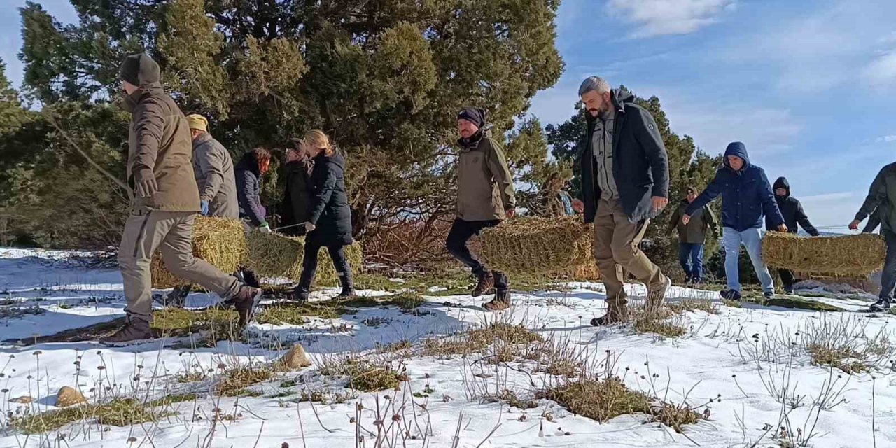 Kar altındaki Spil’de yaban hayatı unutulmadı